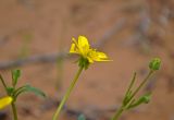 Ranunculus oxyspermus