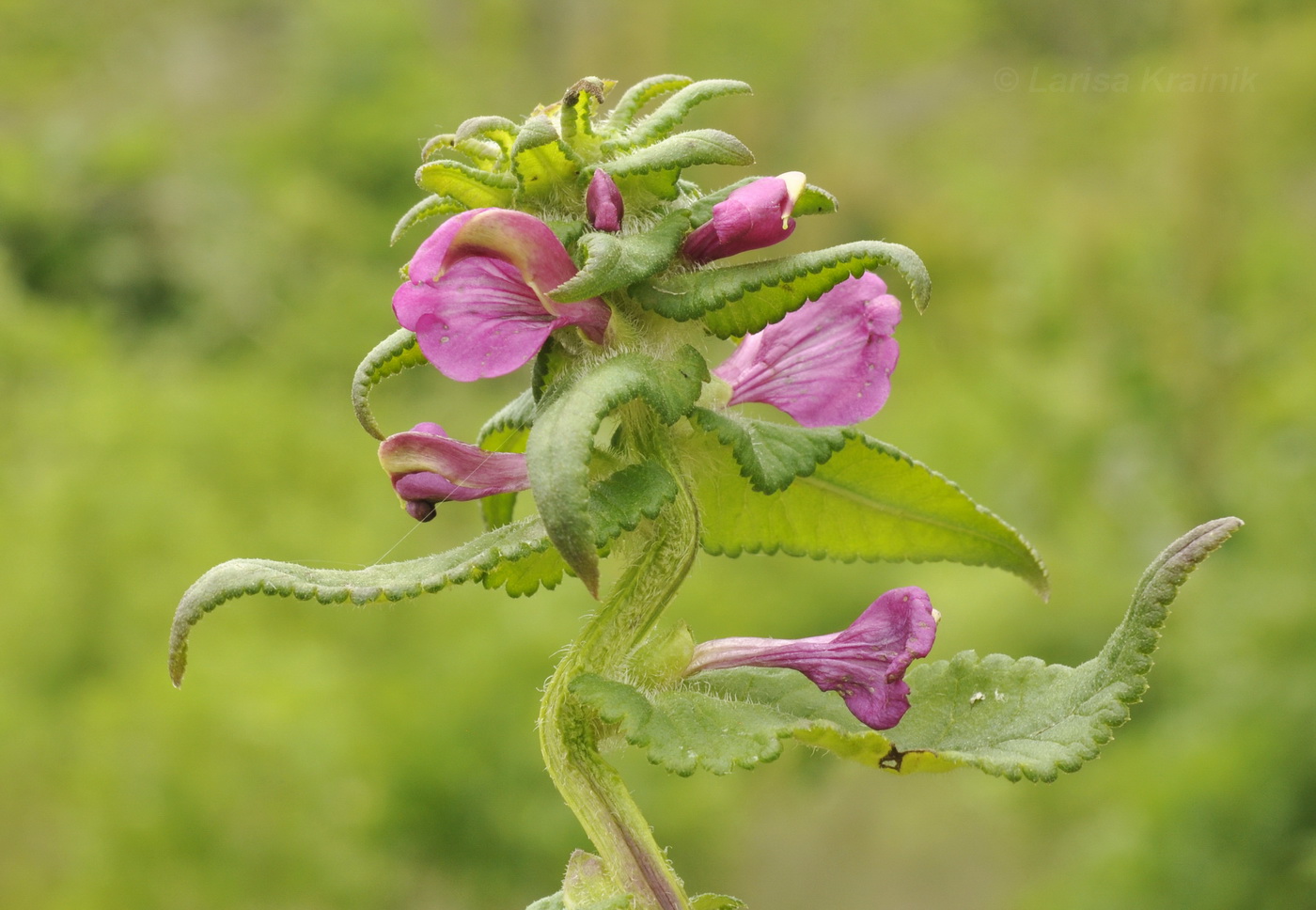 Изображение особи Pedicularis resupinata.