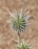 Echinops leiopolyceras