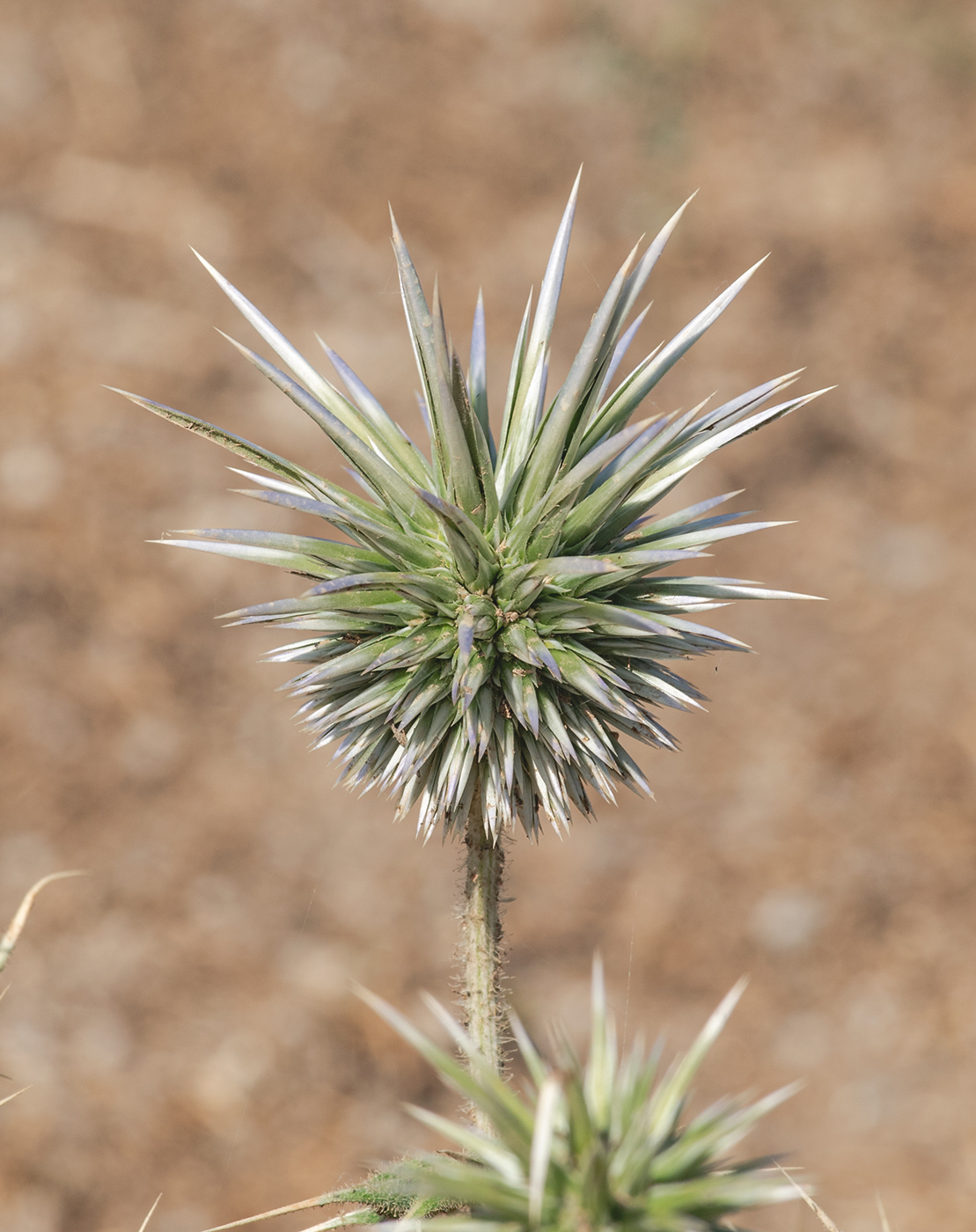 Изображение особи Echinops leiopolyceras.