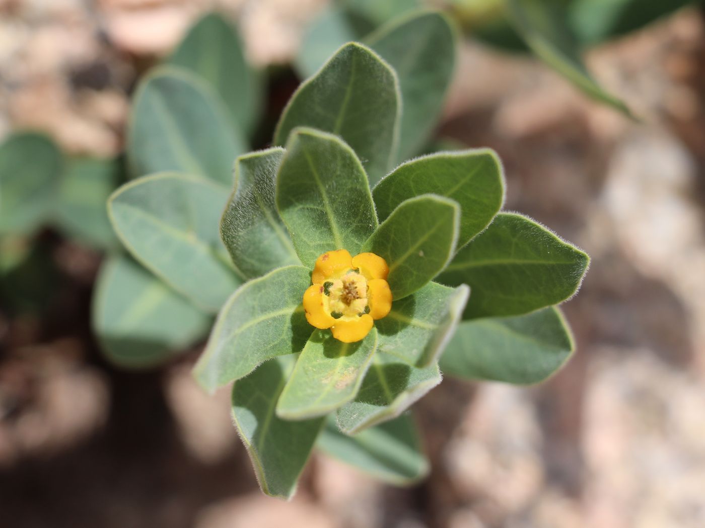 Image of Euphorbia sarawschanica specimen.