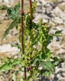 Rumex hydrolapathum. Части побегов с соплодиями. Краснодарский край, Крымский р-н, окр. станицы Неберджаевская, ур. Темрючки, у небольшого постоянного озерка на дне заброшенного карьера. 02.07.2021.