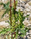 Rumex hydrolapathum