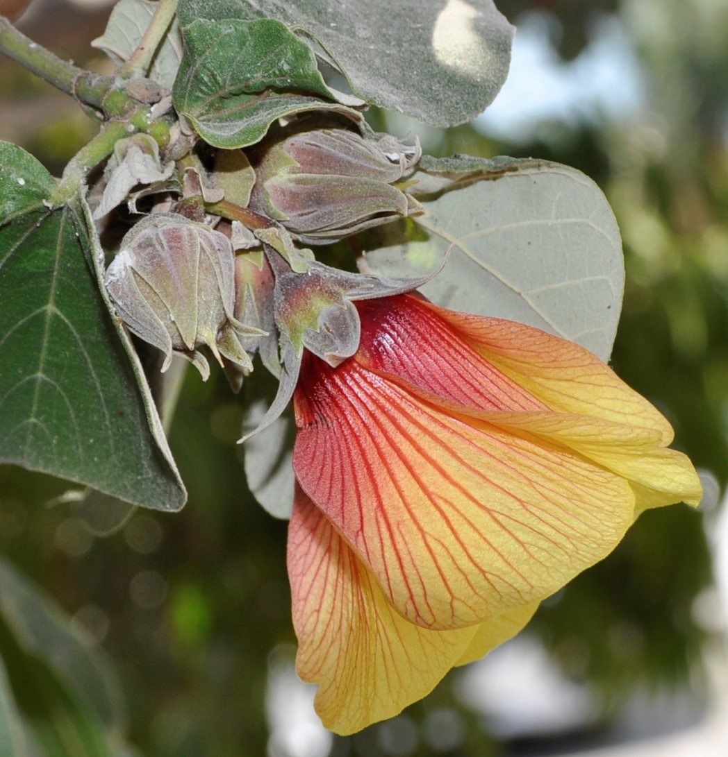 Изображение особи Hibiscus tiliaceus.