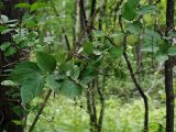 Philadelphus tenuifolius. Верхушка плодоносящего растения. Приморский край, Лазовский р-н, Лазовский заповедник, 1 км Ю кордона Америка, широколиственный лес. 17.08.2009.