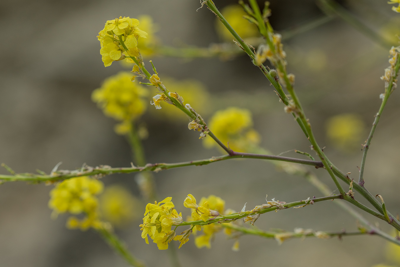 Изображение особи Rapistrum rugosum.