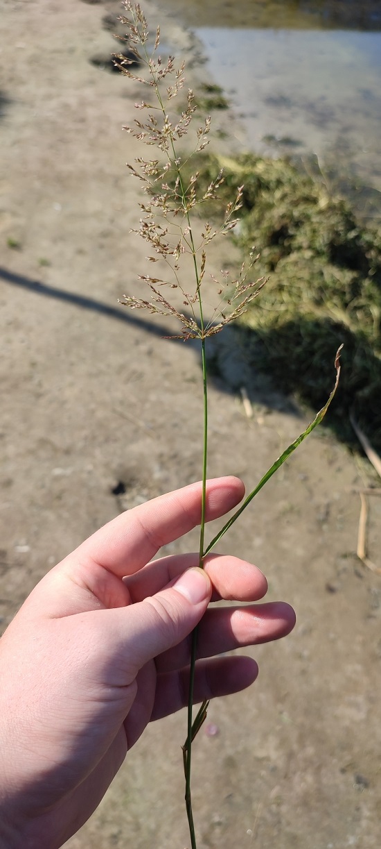 Изображение особи Agrostis stolonifera.