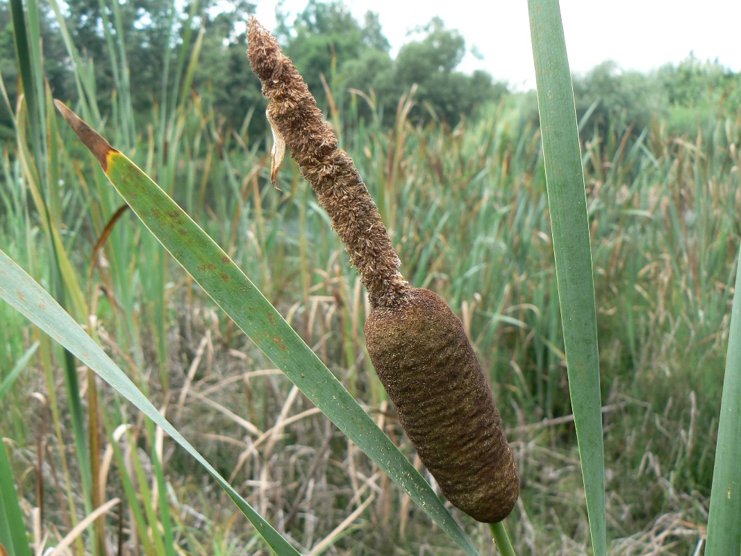 Изображение особи Typha latifolia.