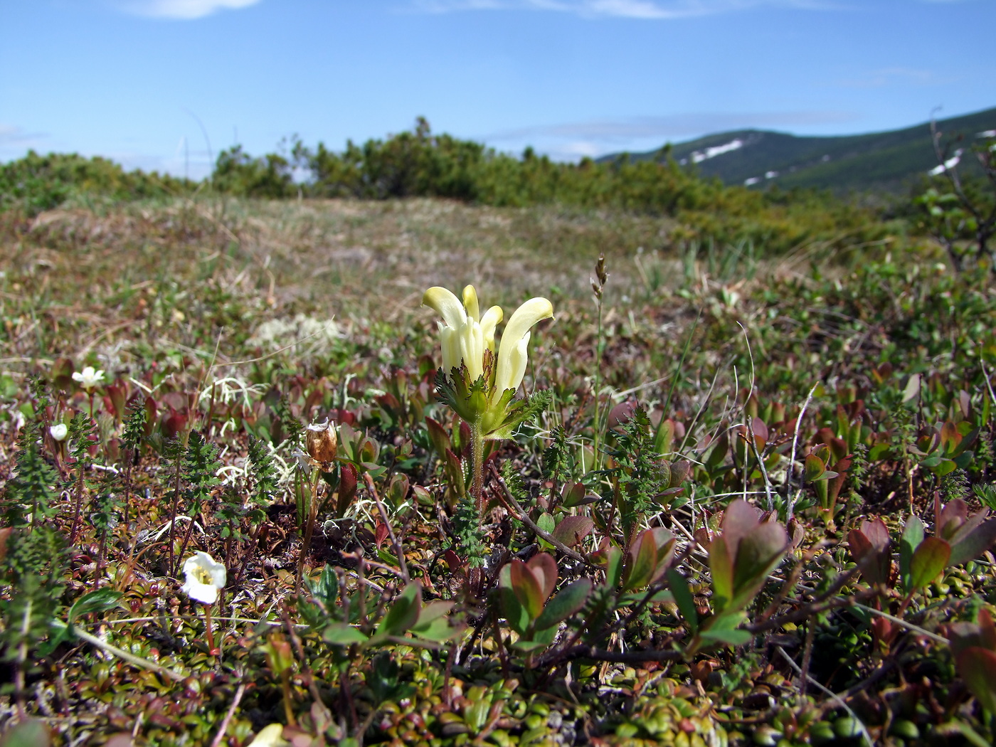 Image of Pedicularis capitata specimen.