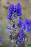 Aconitum nasutum. Верхушка цветущего растения. Краснодарский край, Мостовской р-н, Баговское сельское поселение, долина р. Уруштен, выс. ≈ 2000 м н.у.м., субальпийский луг. 30.08.2021.