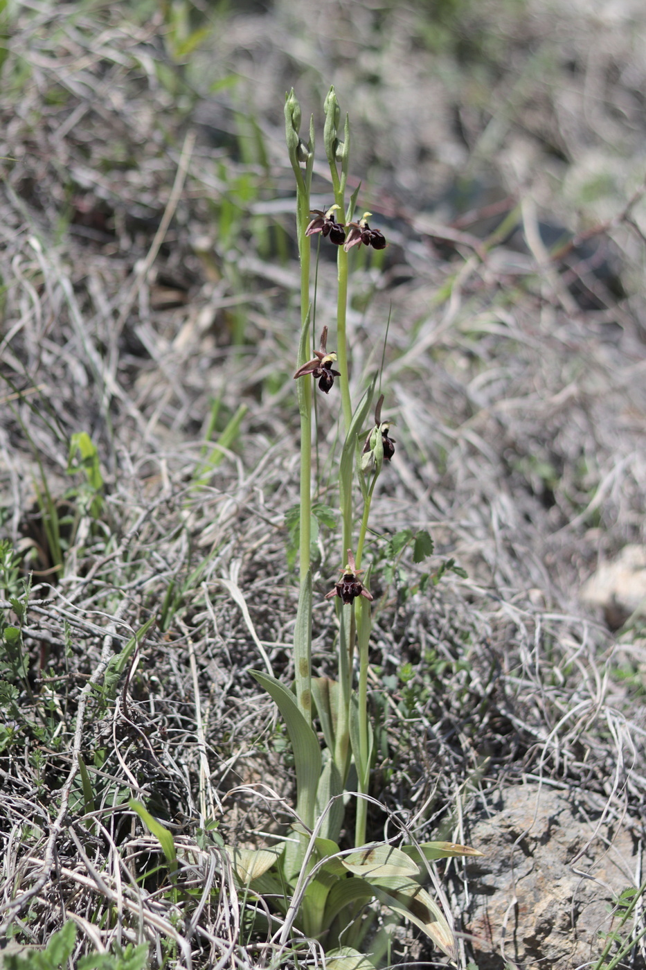 Image of Ophrys &times; aghemanii specimen.