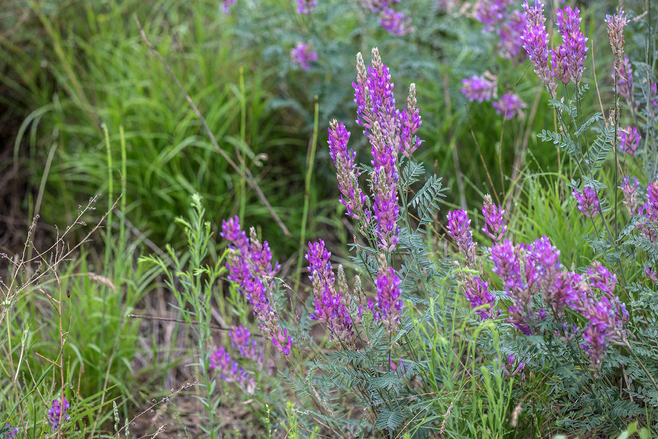 Image of Astragalus varius specimen.