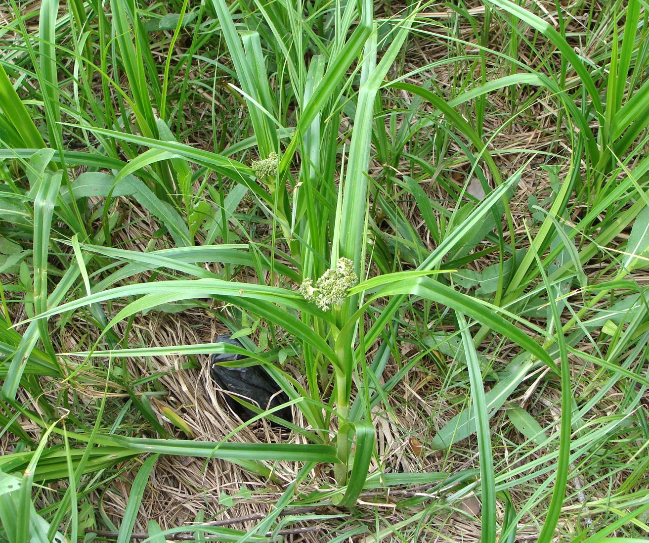 Image of Scirpus sylvaticus specimen.