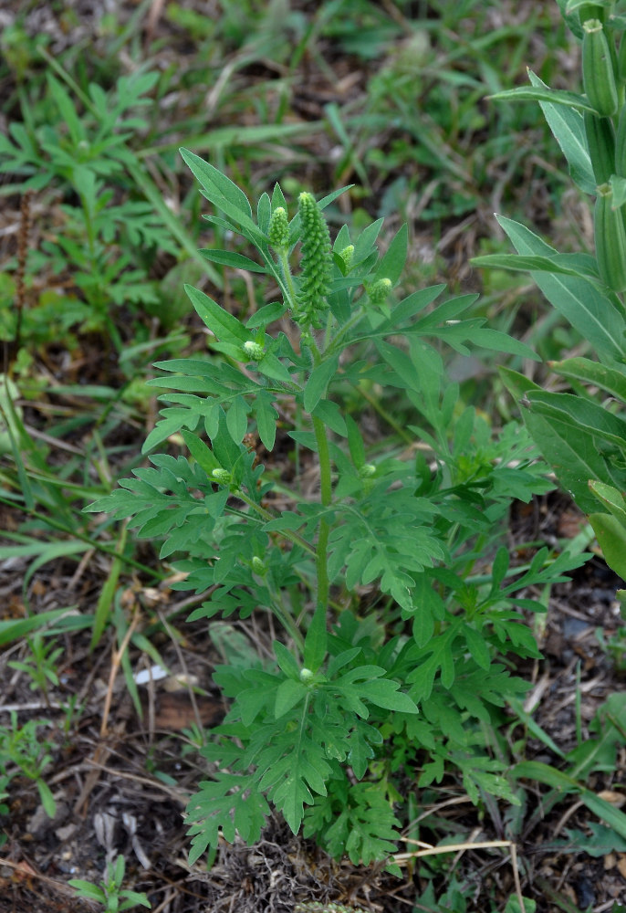 Image of Ambrosia artemisiifolia specimen.