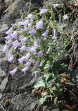 Campanula sibirica