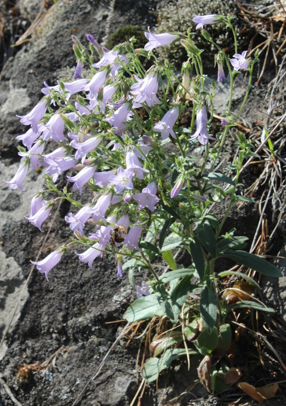 Image of Campanula sibirica specimen.