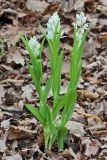 Cephalanthera longifolia. Цветущие растения (высота наибольшего растения — 32 см, длина соцветия — 8 см). Краснодарский край, г/о Сочи, Лазаревский р-н, окр. ж.-д. станции Чемитоквадже, гарь по гребню. 29 апреля 2021 г.