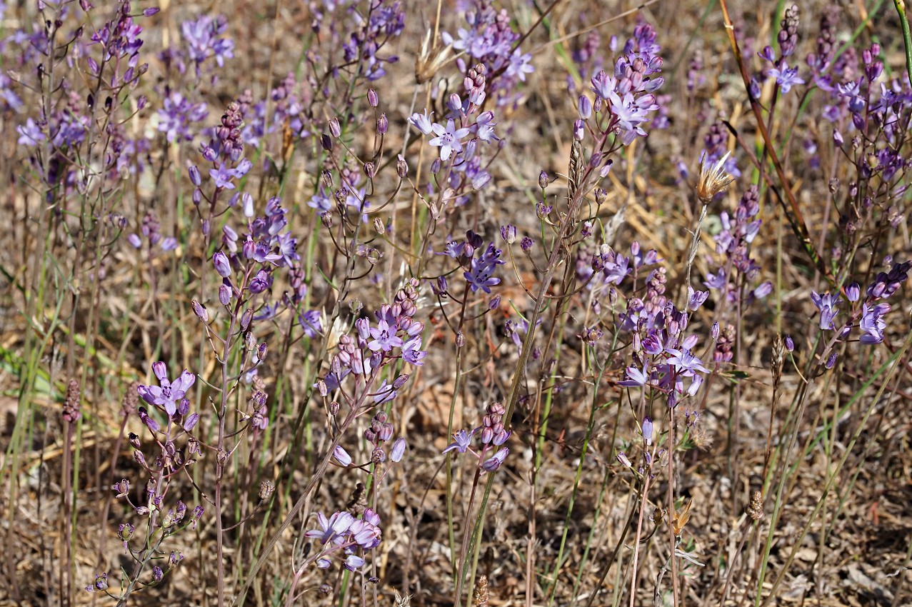 Image of Prospero autumnale specimen.