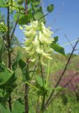 Vicia pisiformis