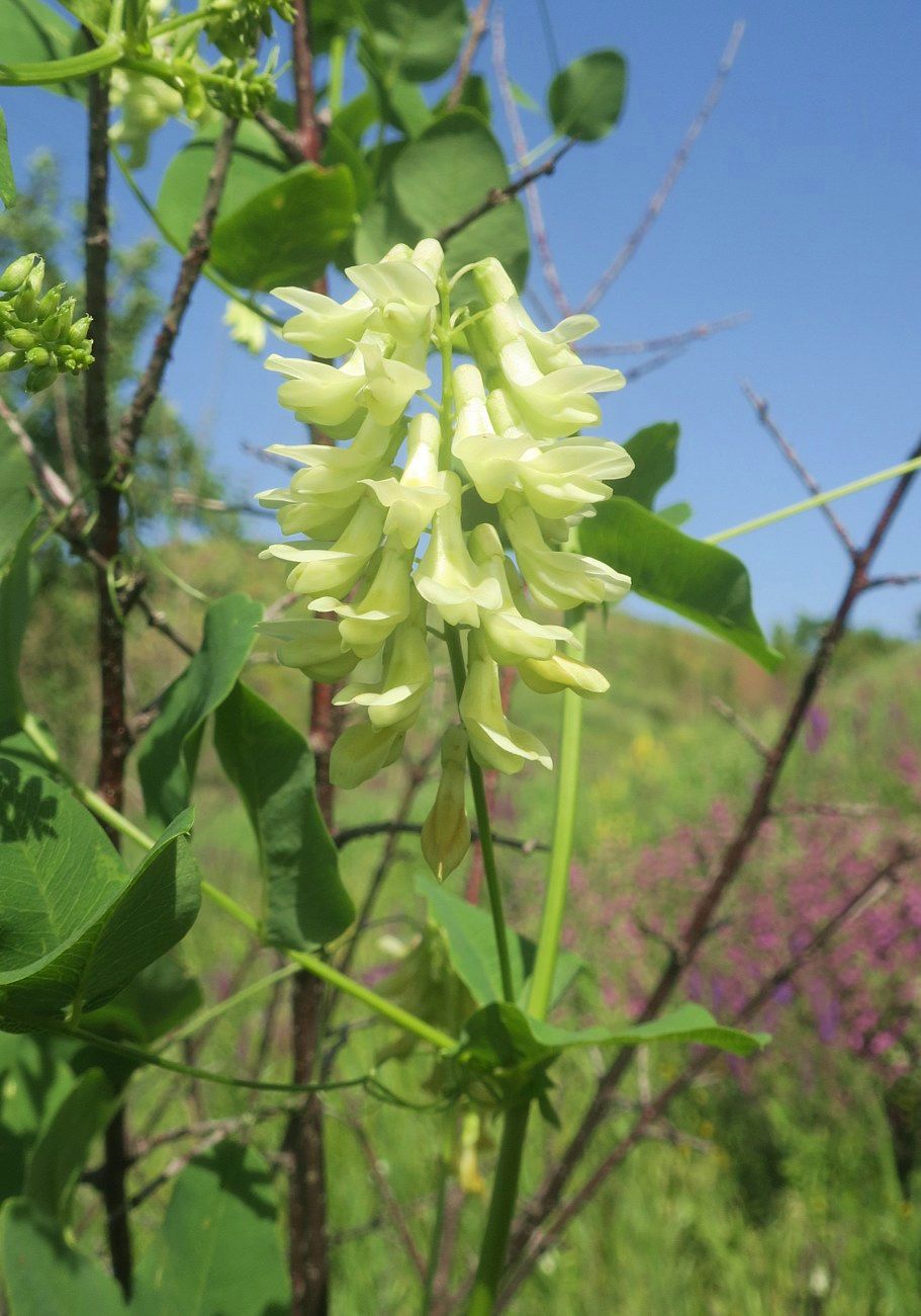 Изображение особи Vicia pisiformis.