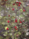 Crataegus turkestanica