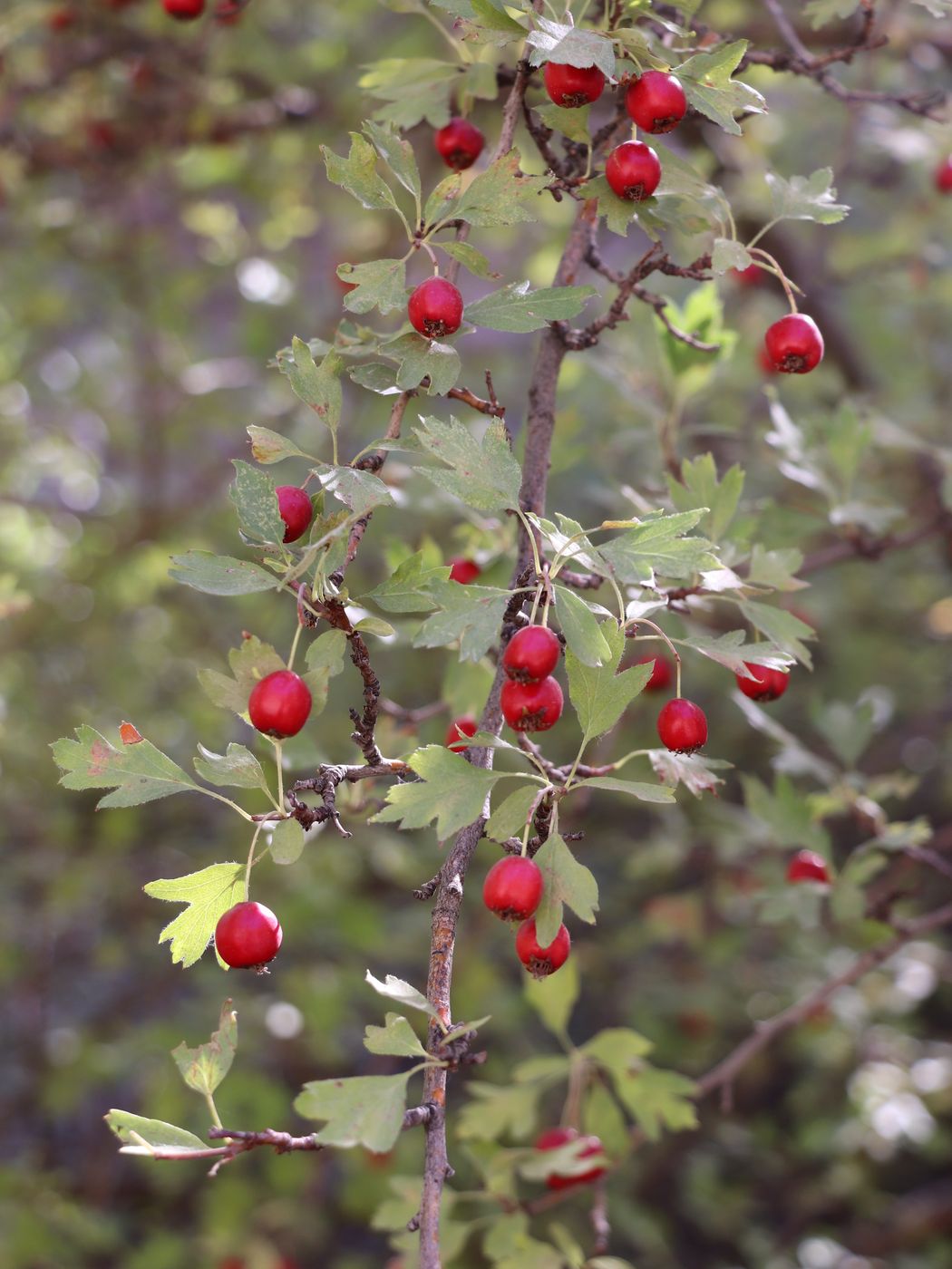 Image of Crataegus turkestanica specimen.