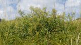 Galium valantioides. Заросли отцветших растений. Краснодарский край, Мостовской р-н, окр. пгт Псебай, хр. Герпегем, ≈ 900 м н.у.м., горный луг. 19.08.2021.