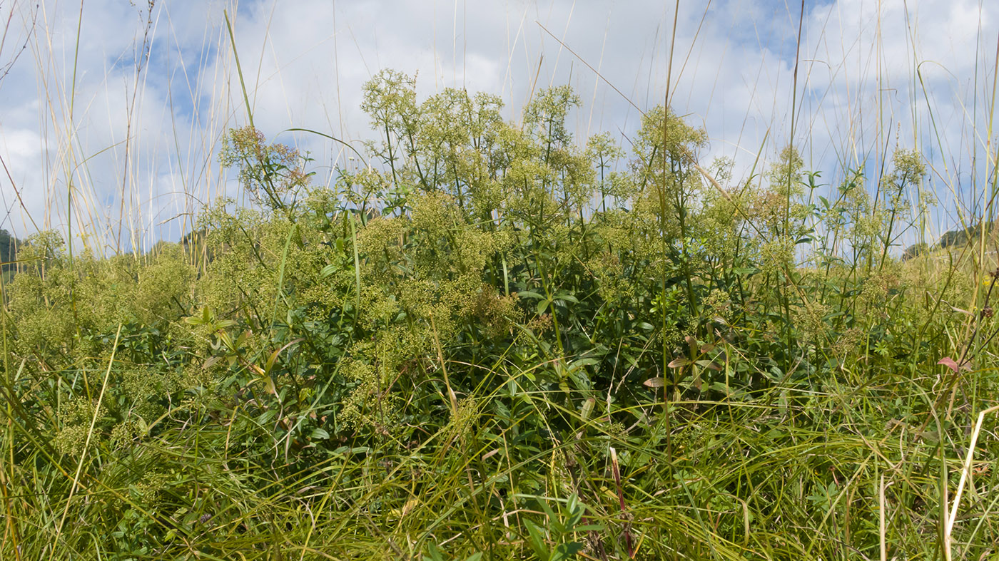 Image of Galium valantioides specimen.