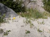 Lotus caucasicus