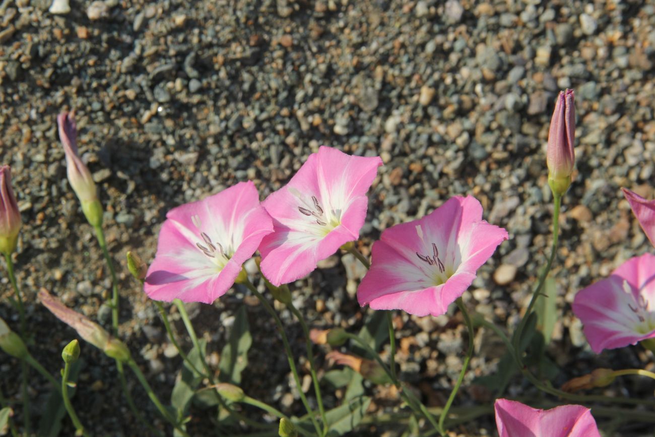 Изображение особи Convolvulus chinensis.