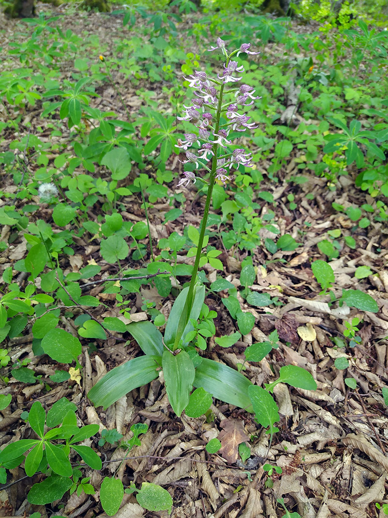 Image of Orchis purpurea ssp. caucasica specimen.