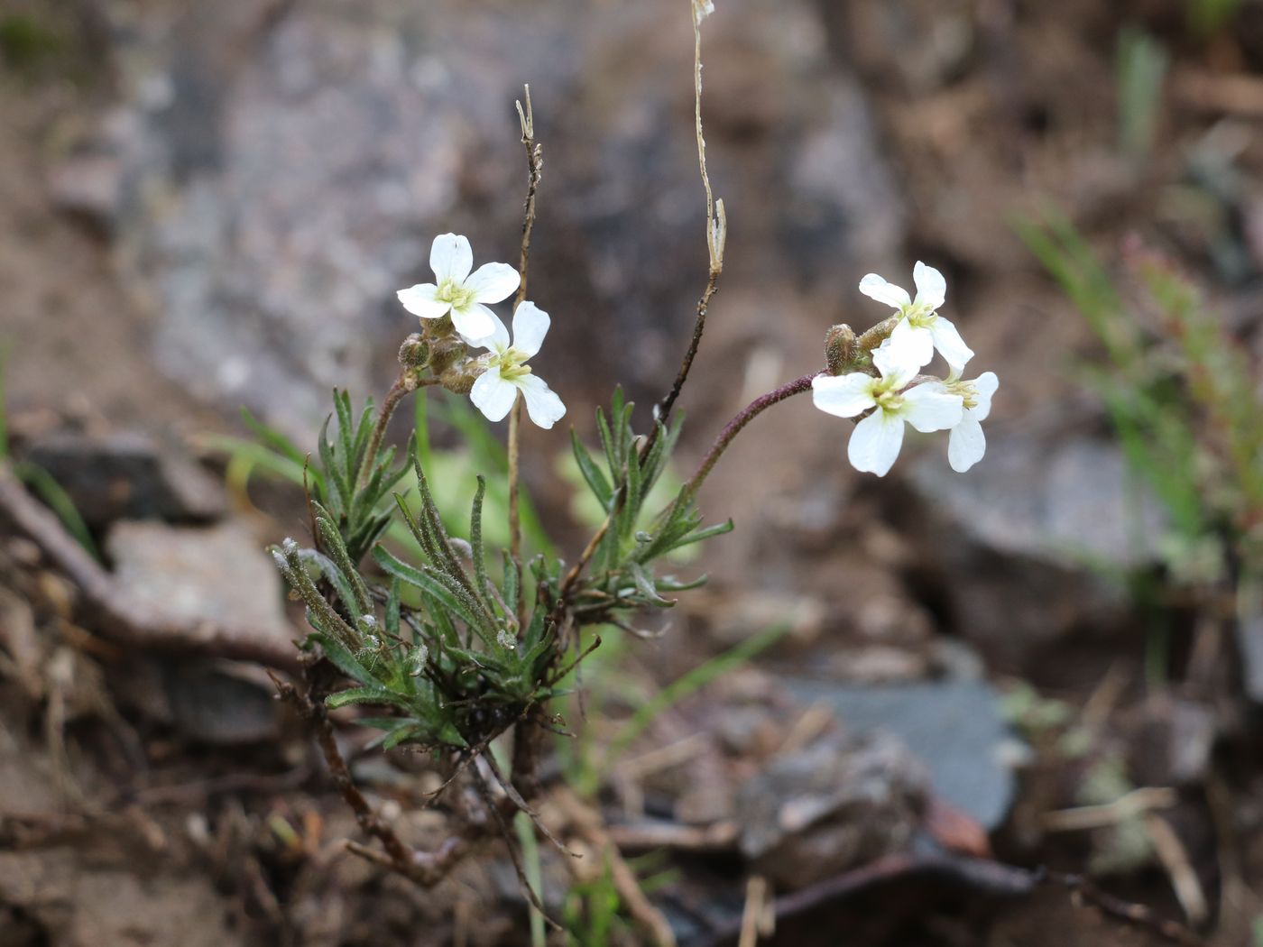 Изображение особи Parrya albida.