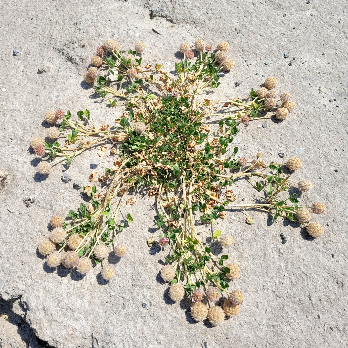 Изображение особи Trifolium fragiferum.