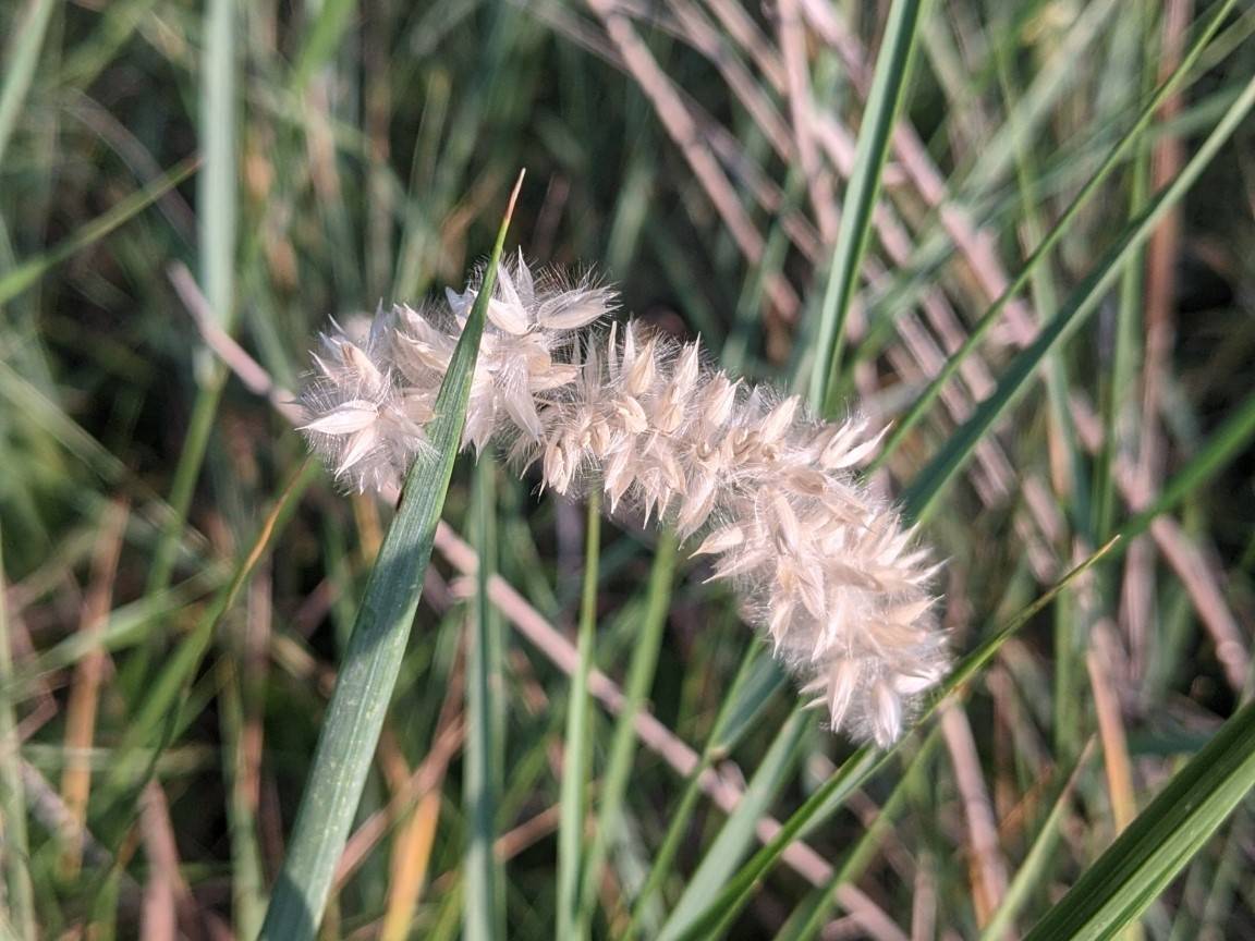 Image of Melica transsilvanica specimen.