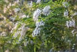 Robinia pseudoacacia. Верхушка веточки с соцветиями. Абхазия, Гагрский р-н, г. Пицунда, окраина реликтовой сосновой рощи, берег Чёрного моря. 16.05.2021.