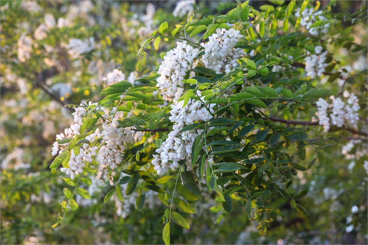 Изображение особи Robinia pseudoacacia.