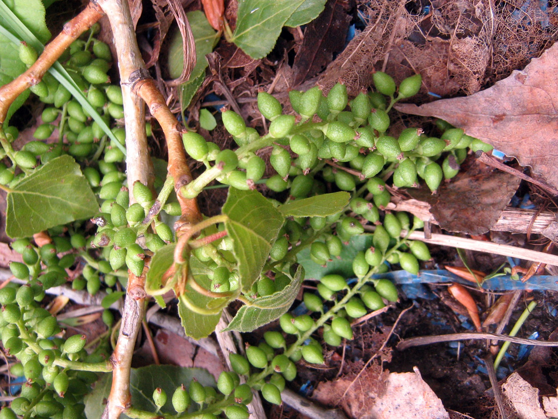 Image of Populus talassica specimen.