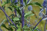 Eryngium planum