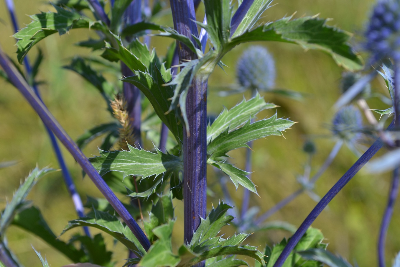 Изображение особи Eryngium planum.