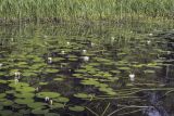 Nymphaea candida. Цветущие растения. Пермский край, Оханский р-н, Тулумбаихинское сельское поселение, Кунчурихинский бор, речка Белая. 30.07.2022.