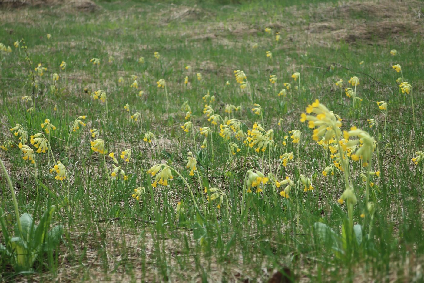 Изображение особи Primula veris.