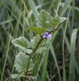 Glechoma hederacea. Верхушка цветущего побега. Владимирская обл., Александровский р-н, окр. с. Старая Слобода, разнотравный луг. 11.06.2022.