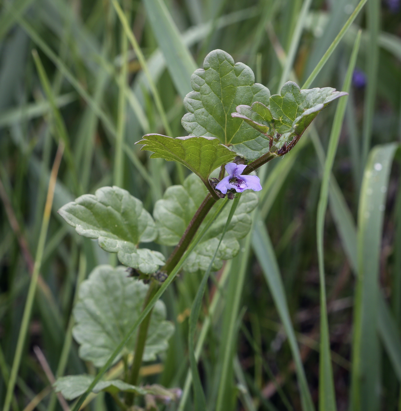 Изображение особи Glechoma hederacea.