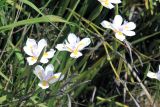 genus Dietes. Верхушки побегов с цветками. Австралия, штат Тасмания, национальный парк \"Tasman\". 03.01.2011.