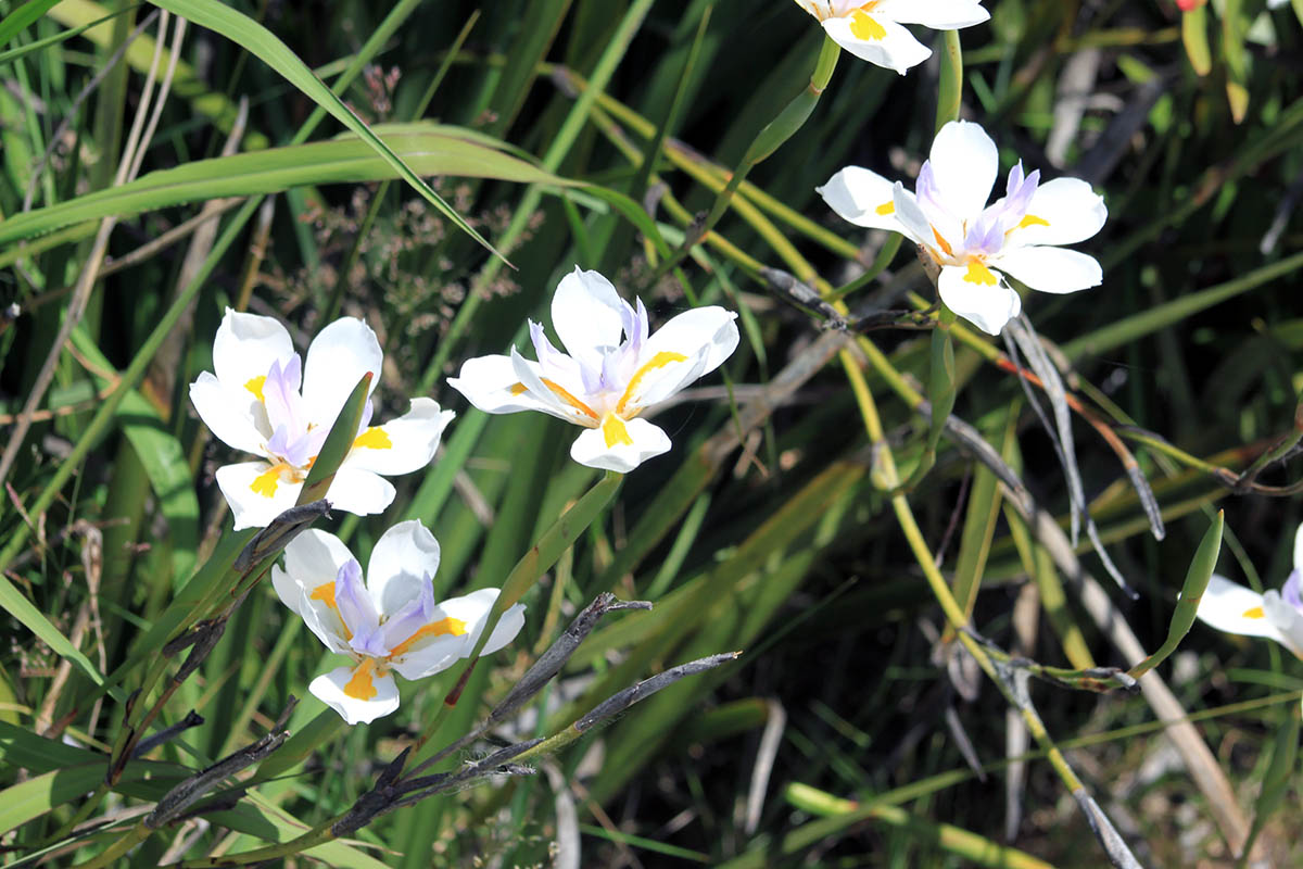 Изображение особи род Dietes.