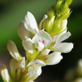 Lespedeza tomentosa