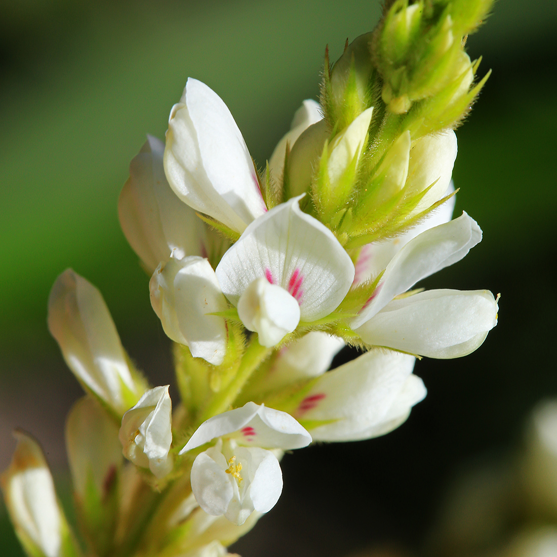 Image of Lespedeza tomentosa specimen.