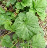 Geum macrophyllum. Листья. Московская обл., ГО Подольск, мкр-н Климовск, балласт железной дороги. 13.09.2022.