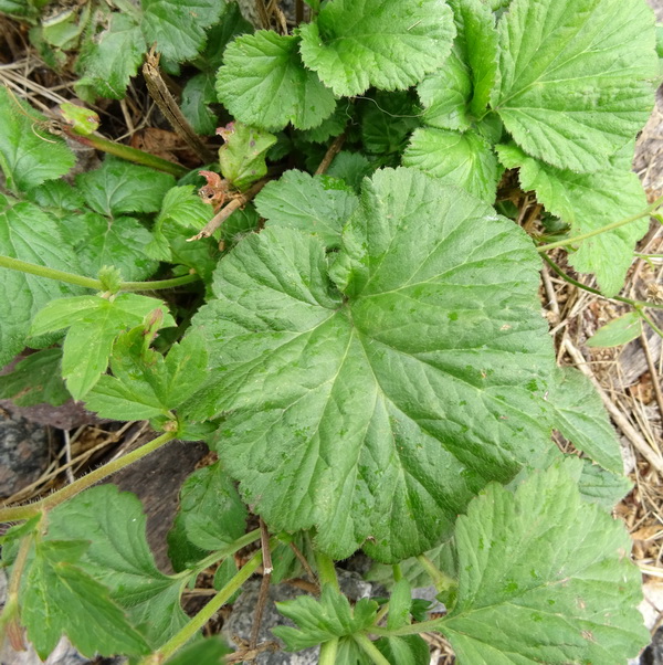 Изображение особи Geum macrophyllum.