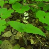 Maianthemum bifolium